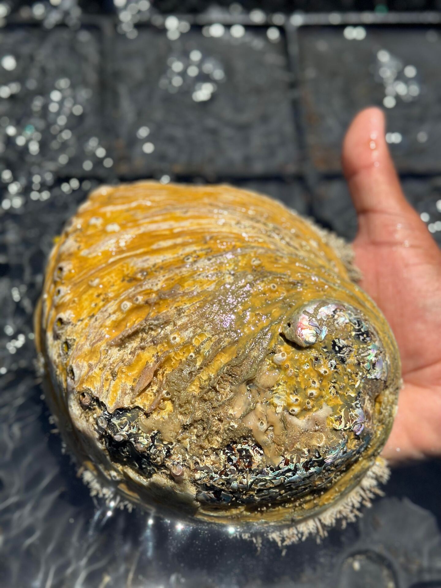 Mature Doring Bay abalone held in hand, ready for grading