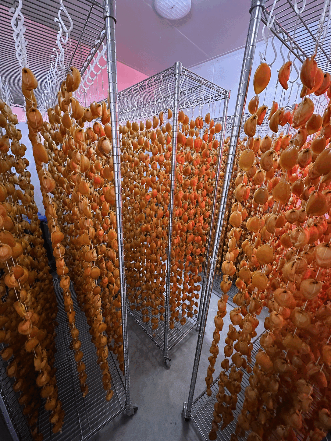 Hanging strands of abalone in the drying suite