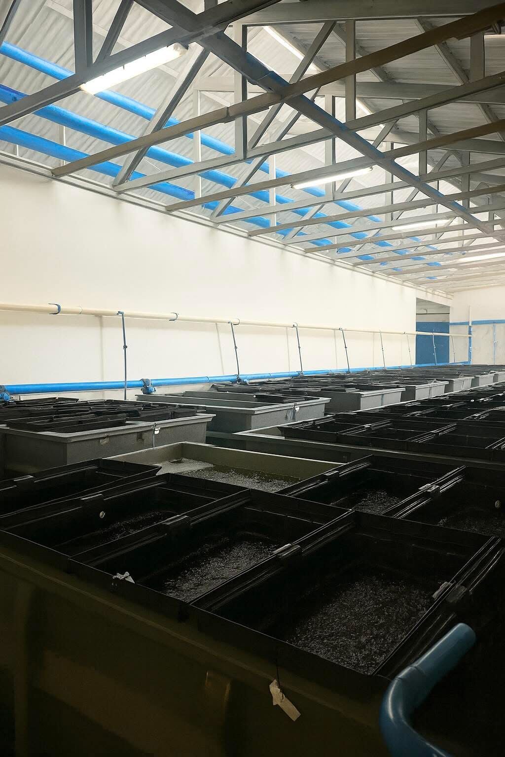 Indoor grow-out hall